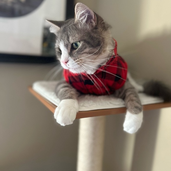 Preloved Designer Brands at Great Prices - Picture 5 of 5